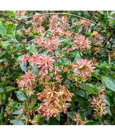 Abelia x grandiflora (5lt)