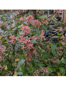 Abelia x grandiflora (5lt)