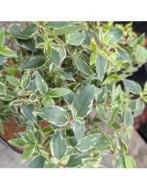 Abelia x grandiflora Jelly Beans (3lt)