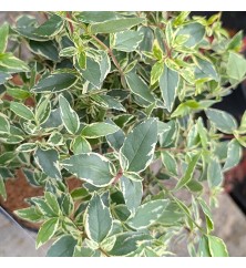 Abelia x grandiflora Jelly Beans (3lt) Abelia x grandiflora Jelly Beans (3lt)
