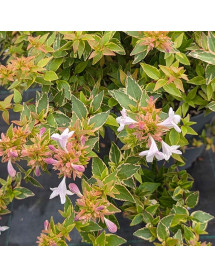 Abelia x grandiflora Magic Daydream (7.5lt) Abelia x grandiflora Magic Daydream (7.5lt)