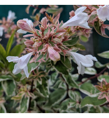 Abelia x grandiflora Sparkling Silver (10lt) Abelia x grandiflora Sparkling Silver (10lt)