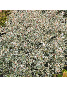 Abelia x grandiflora Sparkling Silver (10lt)