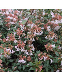 Abelia x grandiflora (3lt) Abelia x grandiflora (3lt)