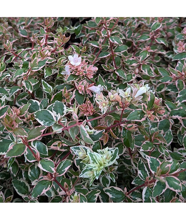 Abelia x grandiflora Happy Daydream (3lt)