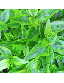 Abelia x grandiflora Kaleidoscope (10lt) Abelia x grandiflora Kaleidoscope (10lt)
