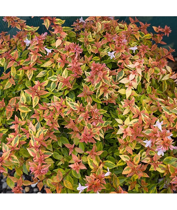 Abelia x grandiflora Kaleidoscope (3lt)