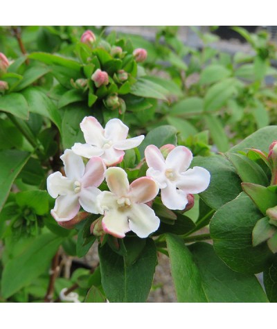 Abelia mosanensis Bridal Bouquet (Monia) (3lt)