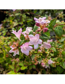 Abelia Petite Garden (2lt)