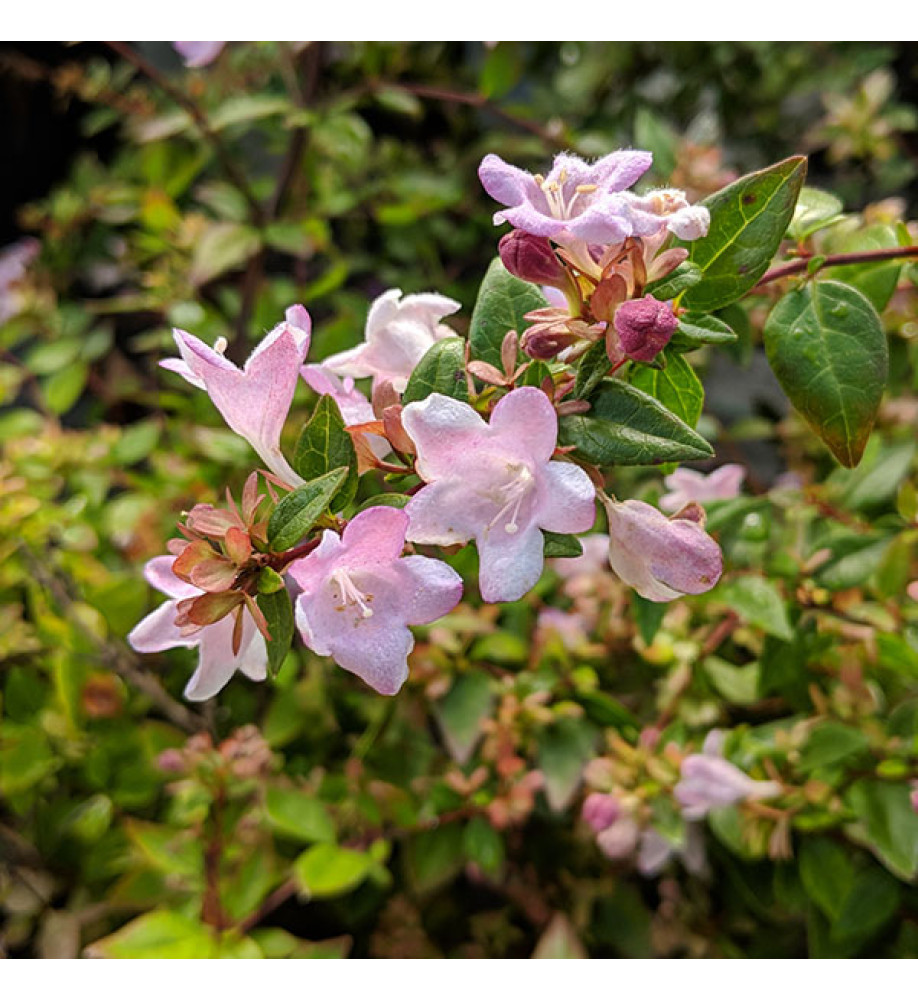 Abelia Petite Garden (2lt)