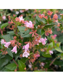 Abelia x grandiflora Raspberry Profusion (5lt)