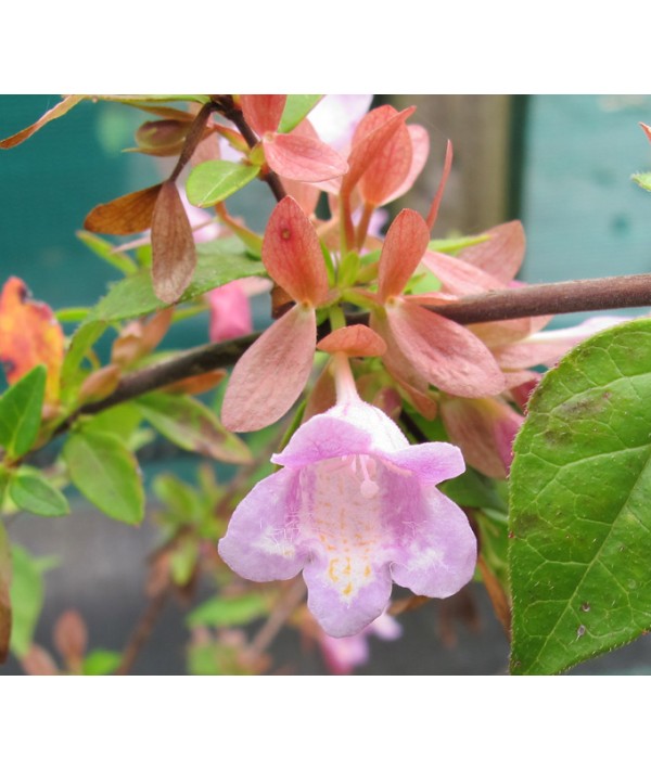 Abelia schumannii (3lt)