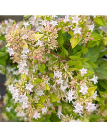 Abelia chinensis Summer Gold (7.5lt)