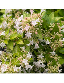 Abelia chinensis Summer Gold (7.5lt)