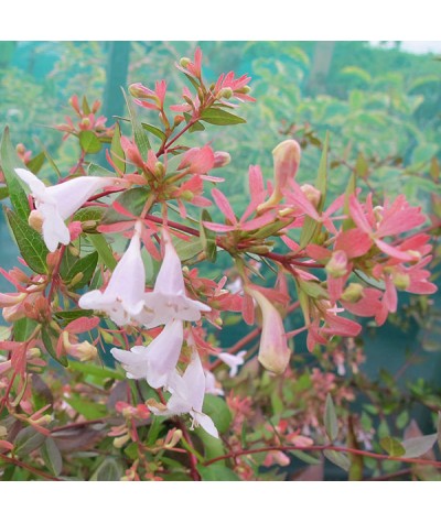 Abelia x grandiflora (2lt)