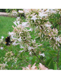 Abelia chinensis (3lt)