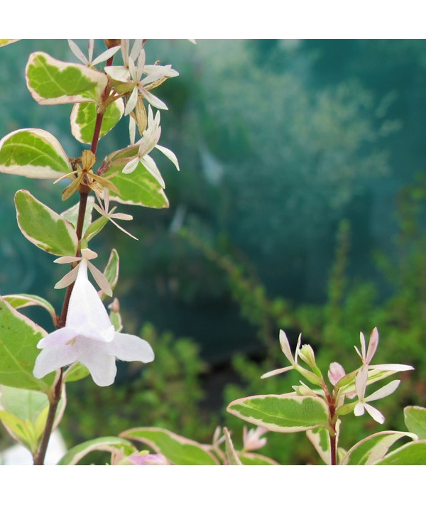 Abelia x grandiflora Hopleys (3lt)