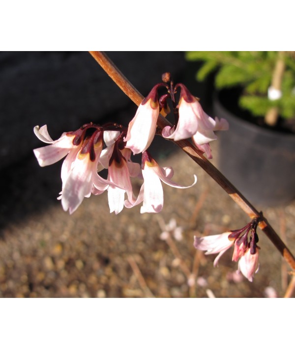 Abeliophyllum distichum Roseum Group (2lt) Abeliophyllum distichum Roseum Group (2lt)
