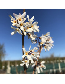 Abeliophyllum distichum (5lt)