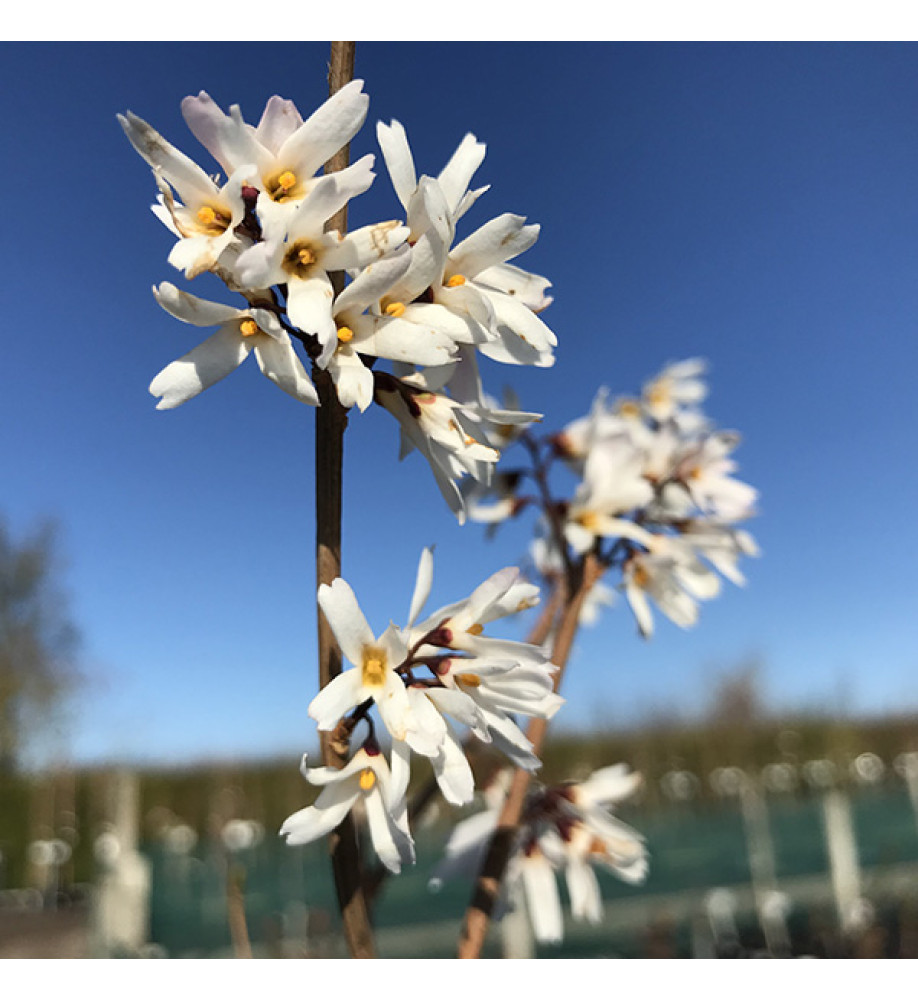 Abeliophyllum distichum (5lt)