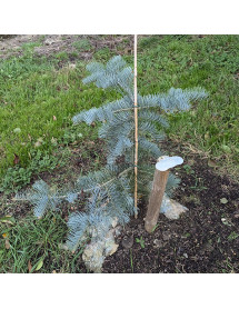 Abies concolor Violacea (7lt)