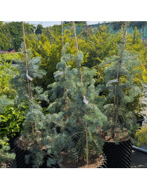 Abies concolor Violacea (36lt)