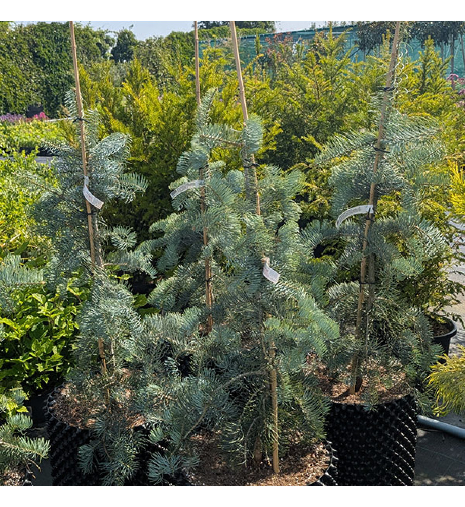 Abies concolor Violacea (36lt)