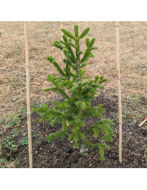 Abies nordmanniana Filips Perfect Column (3lt)