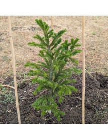 Abies nordmanniana Filips Perfect Column (3lt)