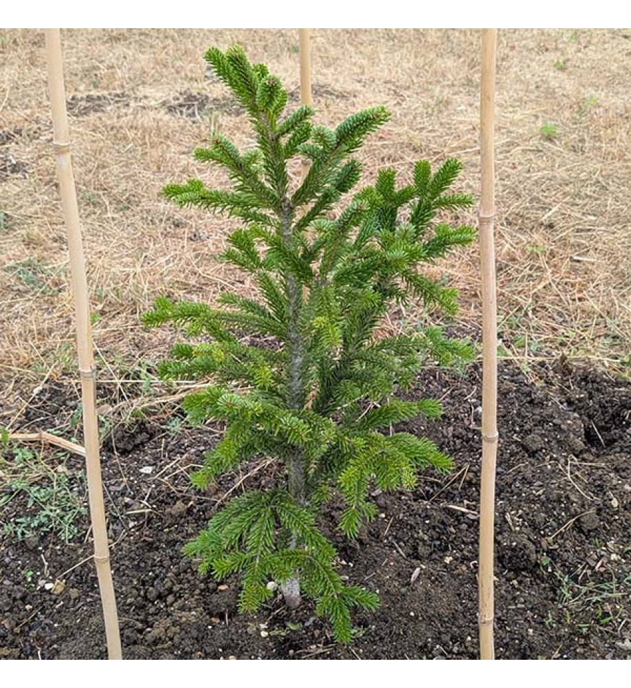 Abies nordmanniana Filips Perfect Column (3lt)