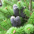 Abies koreana (12lt)