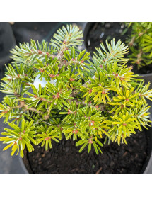 Abies koreana Kristalkugel (Crystal Globe) (2lt)