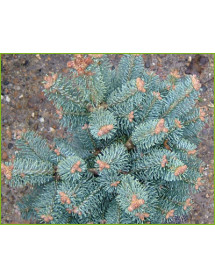 Abies lasiocarpa Arizonica Compacta (5lt)