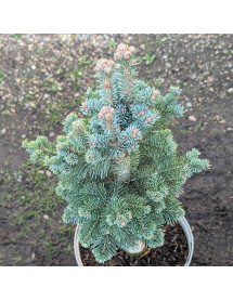 Abies lasiocarpa Arizonica Compacta (5lt)