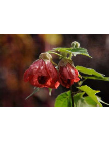 Picrasma quassioides (4lt) Picrasma quassioides (4lt)