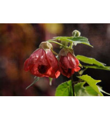 Picrasma quassioides (4lt)