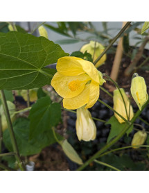 Abutilon Canary Bird (3lt)