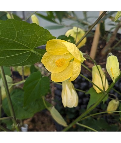 Abutilon Canary Bird (3lt)