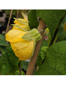 Abutilon Canary Bird (3lt)