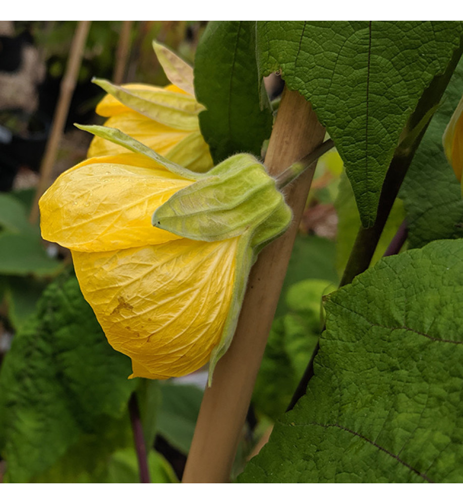 Abutilon Canary Bird (3lt)