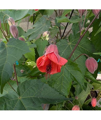 Abutilon Gerdemann's Red (5lt)