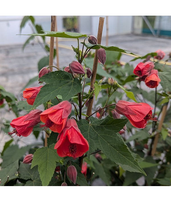 Abutilon Gerdemann's Red (5lt)