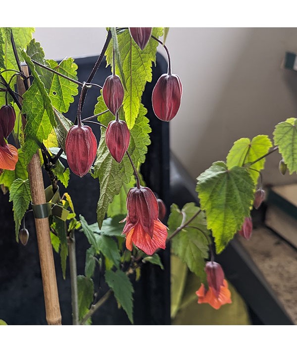 Abutilon Hinton Seedling (3lt)