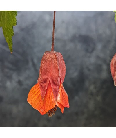 Abutilon Hinton Seedling (3lt)