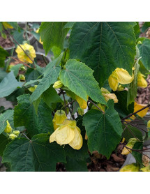 Abutilon Jacqueline Morris (3lt)