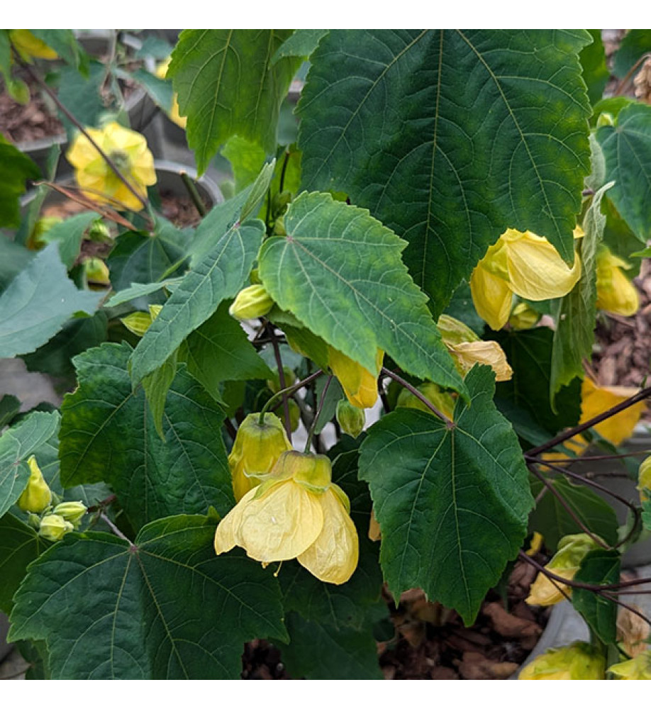 Abutilon Jacqueline Morris (3lt)