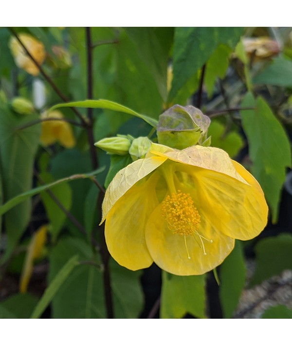 Abutilon John Thompson (5lt)