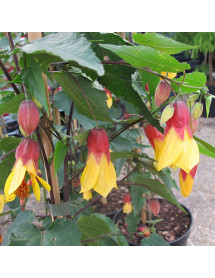 Abutilon Kentish Belle (2lt)