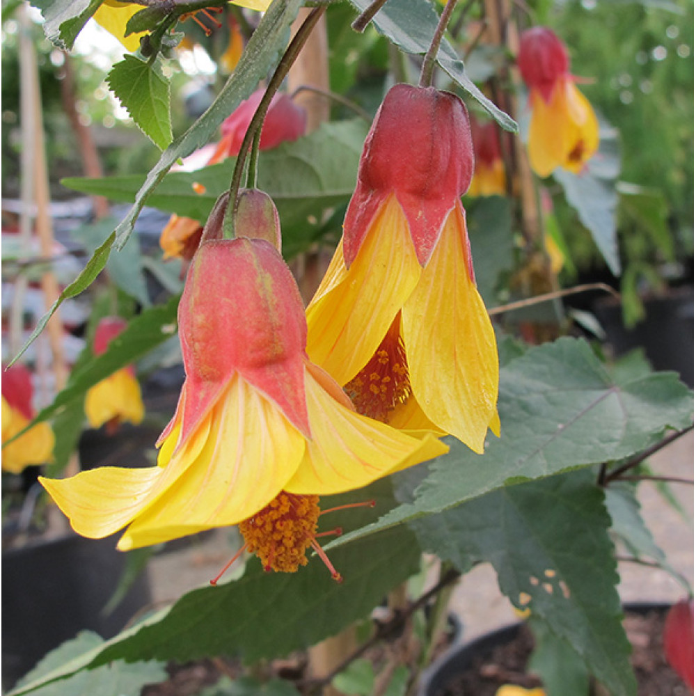 Abutilon Kentish Belle (2lt)