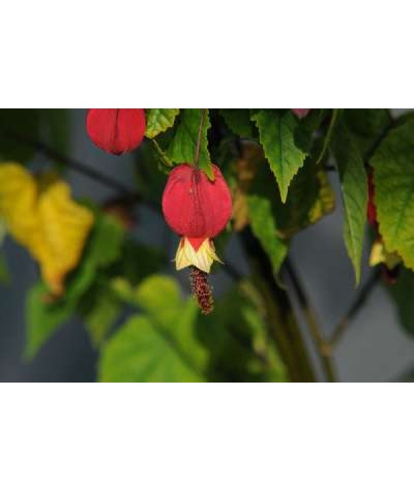Abutilon megapotanicum (3lt) Abutilon megapotanicum (3lt)